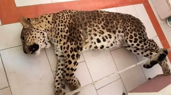 کمبود نیروی متخصص برای زنده گیری حیات وحش در سراسر ایران / دست سازمان محیط زیست در مجلس به جایی نمی رسد  + صوت 