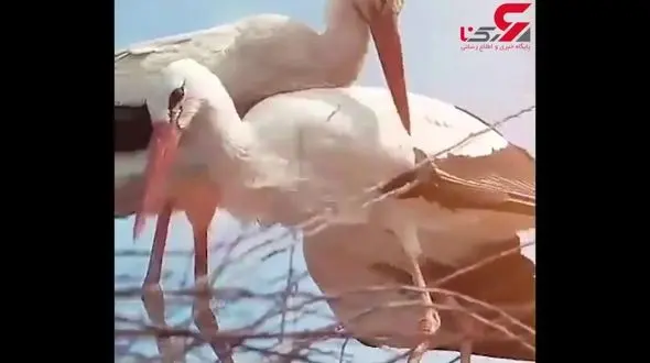 لک لک هایی که در عاشقی حرف اول می زنند + فیلم