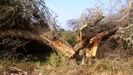 ۶ ماه حبس برای قطع درخت بومی کنار در دزفول