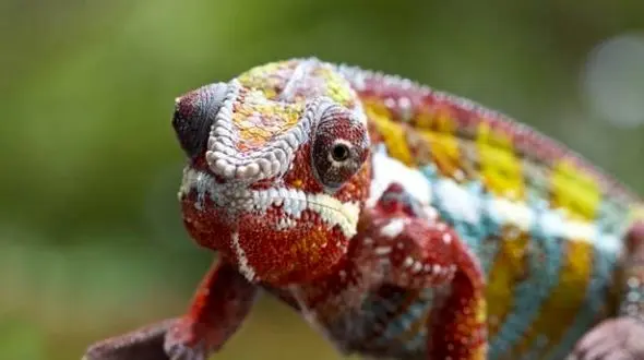 حیوانی عجیب با دید 360 درجه 