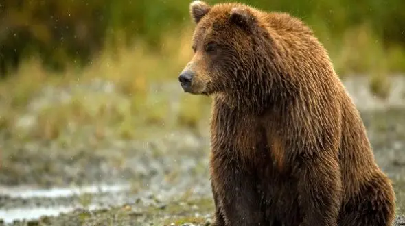 مرگ دلخراش خرس قهوه‌ای  در تصادف جاده ای