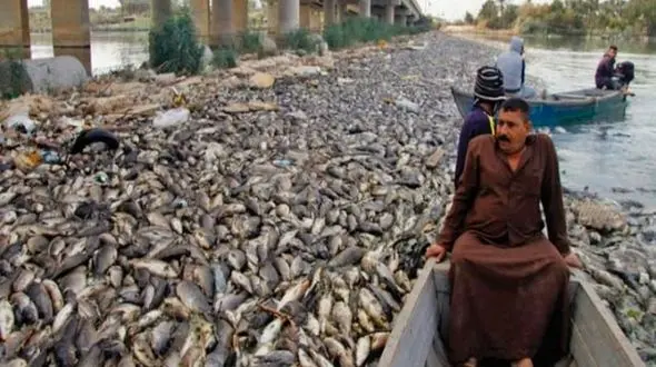عکس باور نکردنی / مرگ هزاران ماهی کپور در دجله و فرات