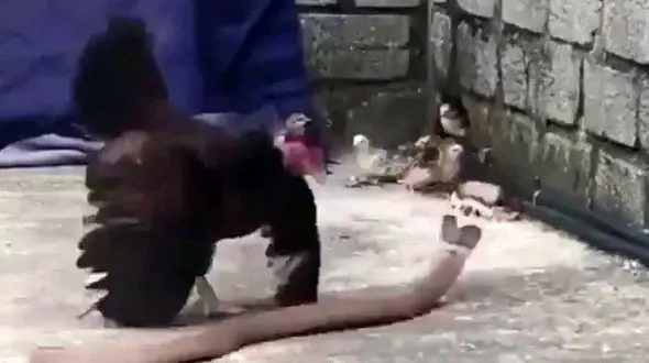 ناکام ماندن مار از حمله به جوجه های مرغ + فیلم