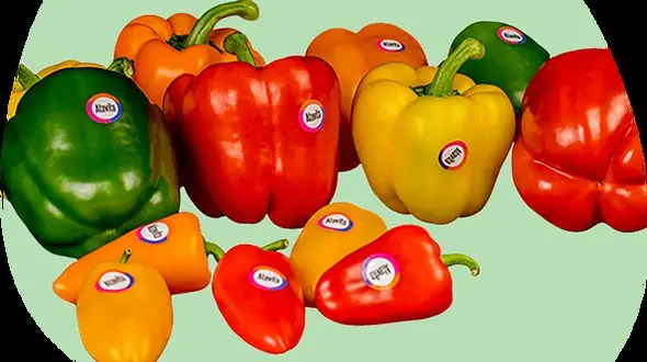 خواص فلفل دلمه ای