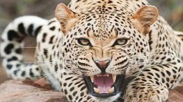 یک قلاده پلنگ در بهبهان مشاهده شد