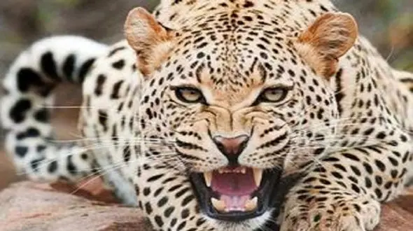 یک قلاده پلنگ در بهبهان مشاهده شد