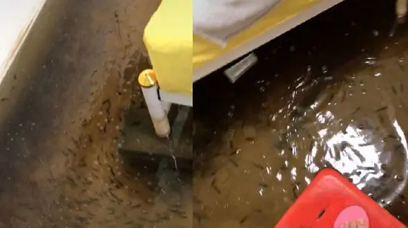 ماهی ها این زن را شوکه کردند / سیل این خانه را آکواریوم کرد + فیلم 