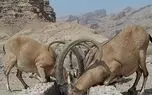 خطر تشنه ماندن حیات وحش خوزستان در تابستان 1401 / تهدید سوختن زیستگاه ها در آستانه فصل زادآوری