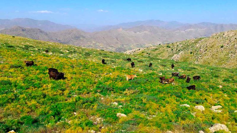 طبیعت بکر روستای پالنگان