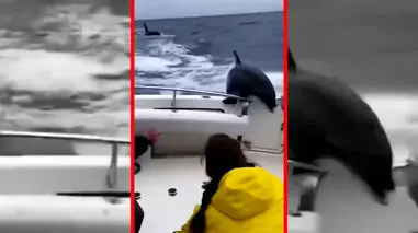 فیلم پناه بردن دلفین به قایق از حمله نهنگ