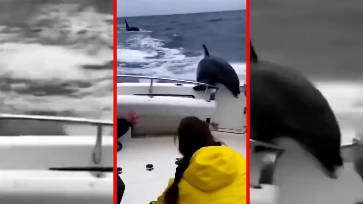 فیلم پناه بردن دلفین به قایق از حمله نهنگ