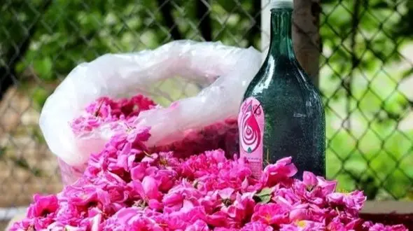 آیین گلاب‌گیری کاشان در فهرست جهانی به ثبت رسید