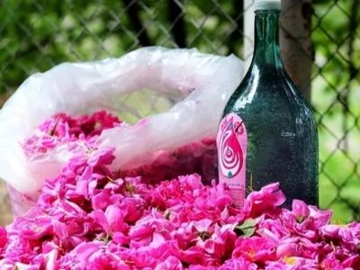 آیین گلاب‌گیری کاشان در فهرست جهانی به ثبت رسید