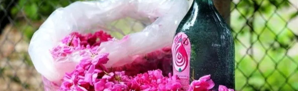 آیین گلاب‌گیری کاشان در فهرست جهانی به ثبت رسید