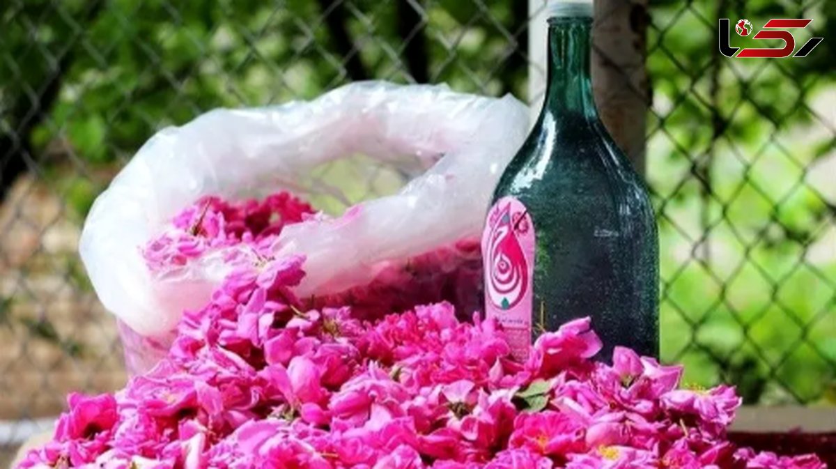  آیین گلاب‌گیری کاشان در فهرست جهانی به ثبت رسید 