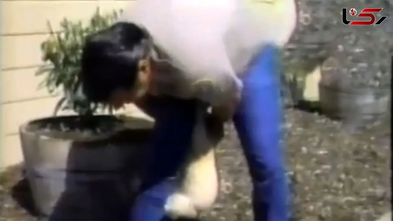 ببینید / انتقام دردناک گربه عصبانی از یک پلیس حیوان‌ آزار + فیلم