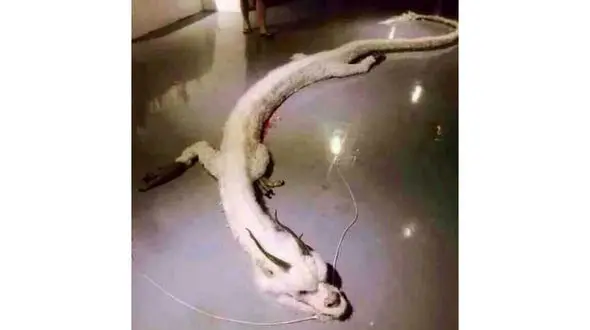 شلیک مرد وحشت کرده به جانوری عجیب در خانه اش / این موجود اژدها است؟