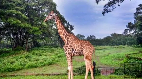 عکس های باورنکردنی و شگفت انگیز از غذا خوردن یک زرافه