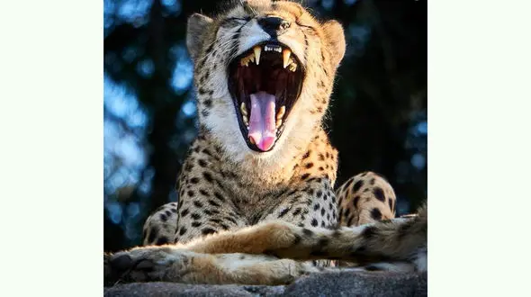 یوزپلنگ خواب آلود را ببینید + عکس