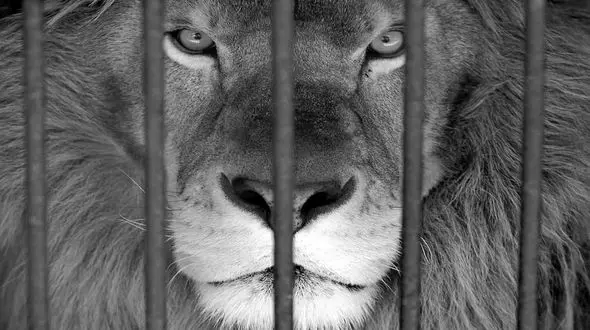 محیط زیست پاسخ دهد علت تلف شدن «آرش» شیر نر بالغ الیمالات برای جا به جایی بوده یا زردی؟