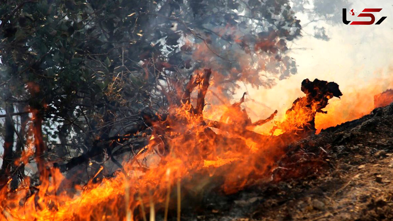 اولین واکنش رئیس سازمان محیط زیست به آتش سوزی وحشتناک میانکاله 