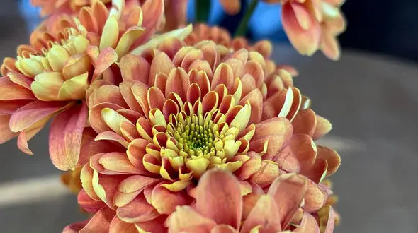 فال ابجد محشر در 4 دی + فیلم 