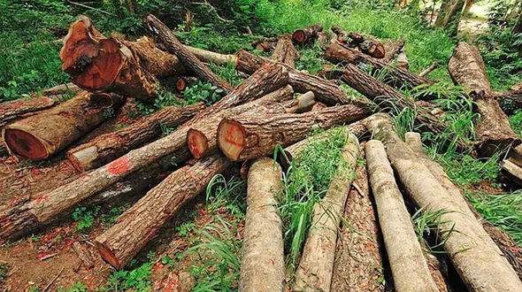 بازداشت 2 مرد به خاطر قطع سریالی درختان در فردیس 