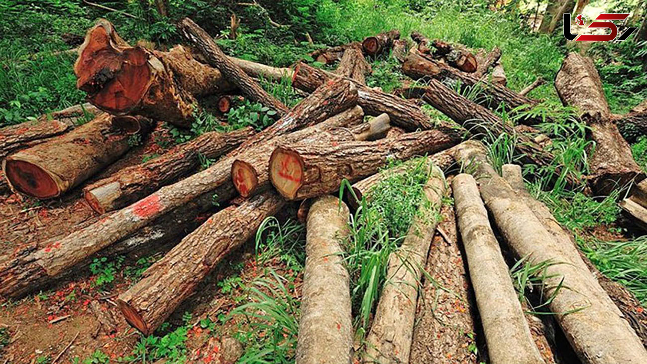مانور ویژه منابع طبیعی خراسان رضوی برای جلوگیری از قطع درختان/ سرما همچنان ادامه دارد