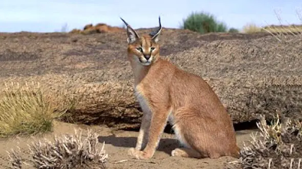 لحظه دیدنی شکار پرنده نگون بخت توسط گربه سیاه گوش +فیلم