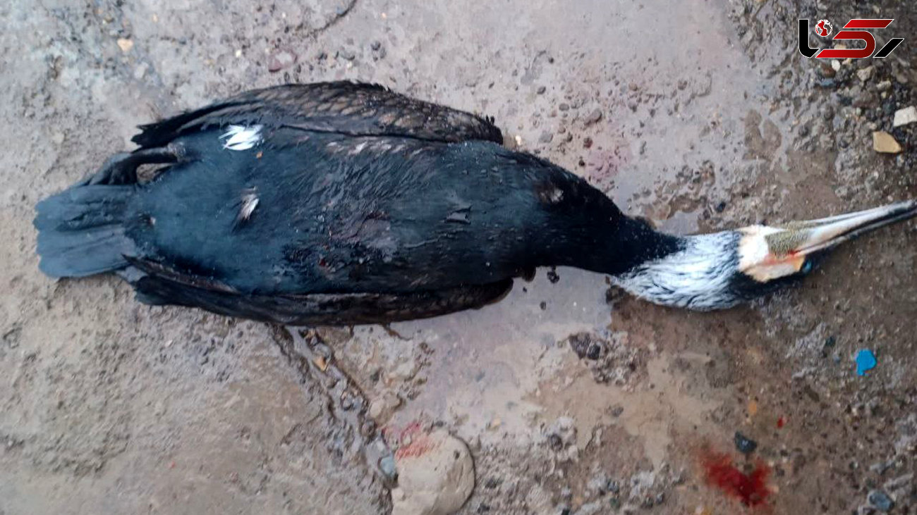 مرگ پرندگان مهاجر آواره در کرمان / صدها پرنده به یک دکل مخابراتی پناه برده‌اند + عکس و فیلم