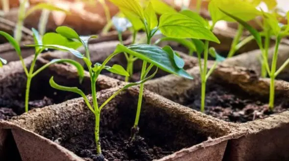 زیبا ترین حکم برای مجازات یک متهم توسط قاضی پرونده 