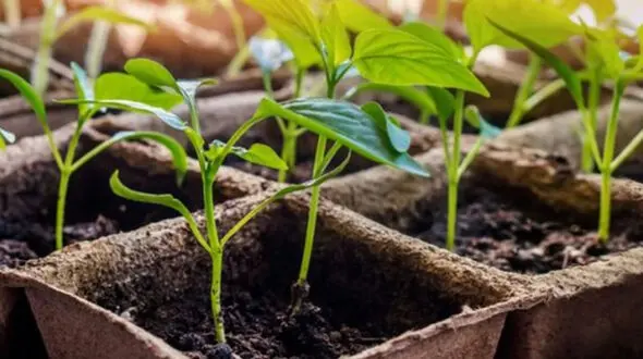 زیبا ترین حکم برای مجازات یک متهم توسط قاضی پرونده 