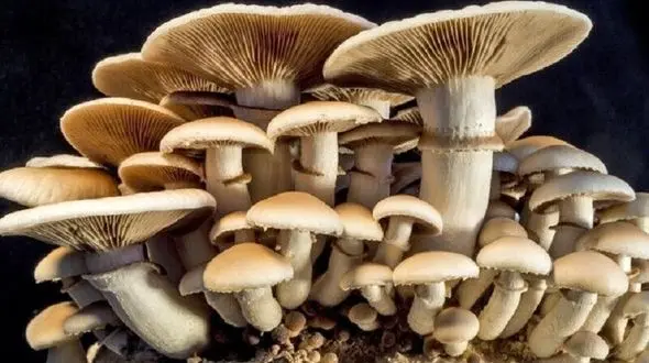 قارچ های صحرایی سمی است آنها را نخورید