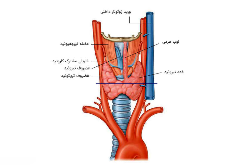 جای تیروئید