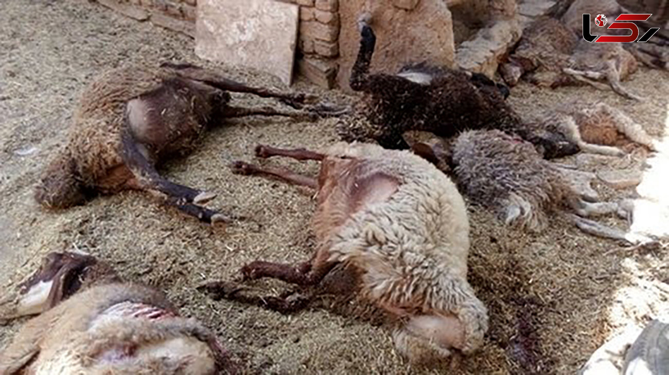 حمله مرگبار گرگ های گرسنه به گله گوسفندان در ایلام