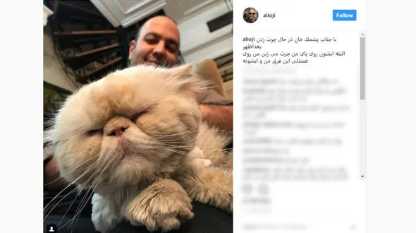زوج سینمایی هم از گربه خانگی خود رونمایی کردند 