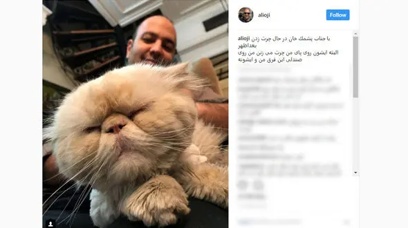 زوج سینمایی هم از گربه خانگی خود رونمایی کردند 