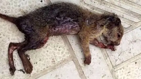 آتش زدن بلوط‌ها برای به دام انداختن سنجاب‌ها + عکس تلخ