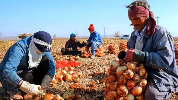 بی تفاوتی وزارت جهاد کشاورزی در برابر سقوط قیمت پیاز /  کشاورزان ضرر کردند