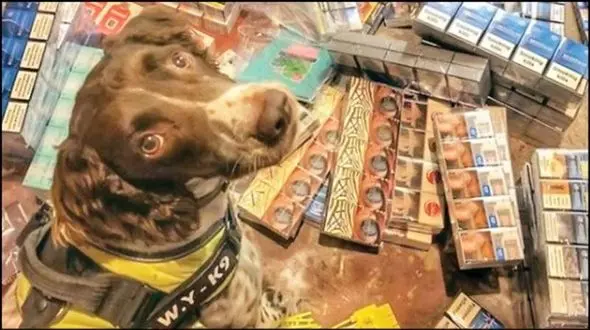 قاچاقچیان موادمخدر برای لاشه این سگ پلیس جایزه بزرگی تعیین کردند+ عکس