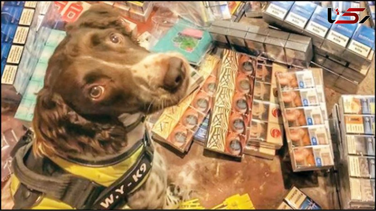 قاچاقچیان موادمخدر برای لاشه این سگ پلیس جایزه بزرگی تعیین کردند+ عکس