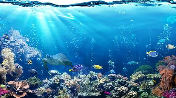 ببینید / لحظه‌ای نادر از وقوع زلزله در زیر دریا