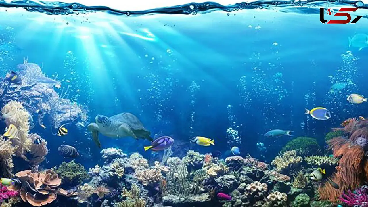 ببینید / لحظه‌ای نادر از وقوع زلزله در زیر دریا