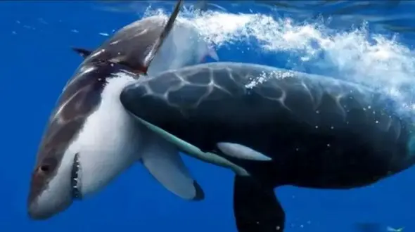 فیلم باورنکردنی /  کوسه ها از دلفین ها‌ی دوست داشتنی می ترسند ! 