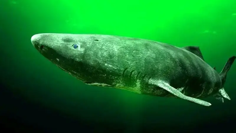 کوسه گرینلند