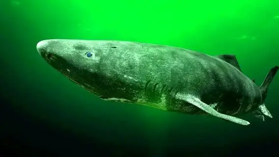 فیلم لحظه دیدنی شکار کوسه توسط نهنگ قاتل