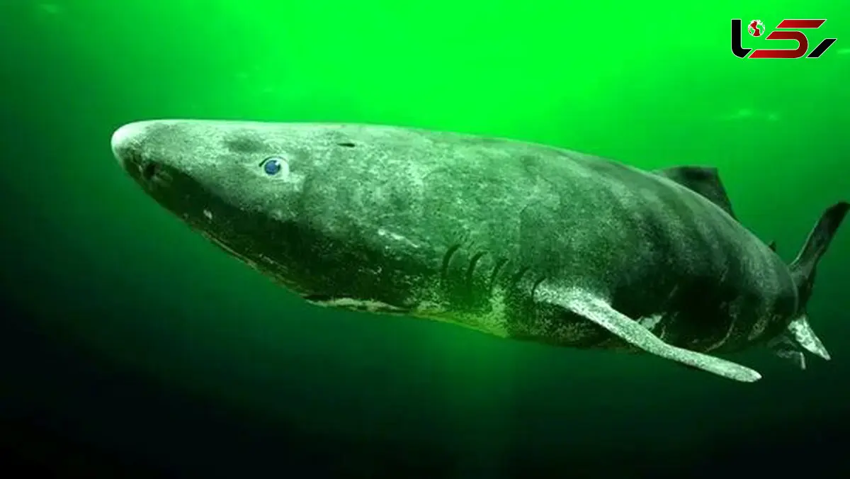 فیلم لحظه دیدنی شکار کوسه توسط نهنگ قاتل