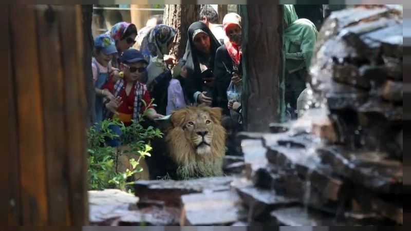فیلم اولین غرش دوباره شیر ایرانی پس از 80 سال + تصویر