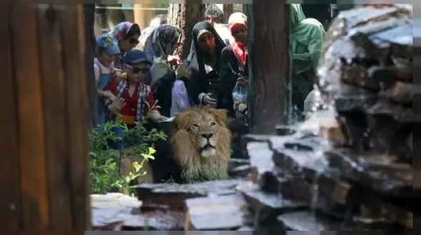 فیلم اولین غرش دوباره شیر ایرانی پس از 80 سال + تصویر