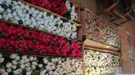 کشف 40 هزار گل خارجی میلیاردی در یک انبار / در تهران فاش شد